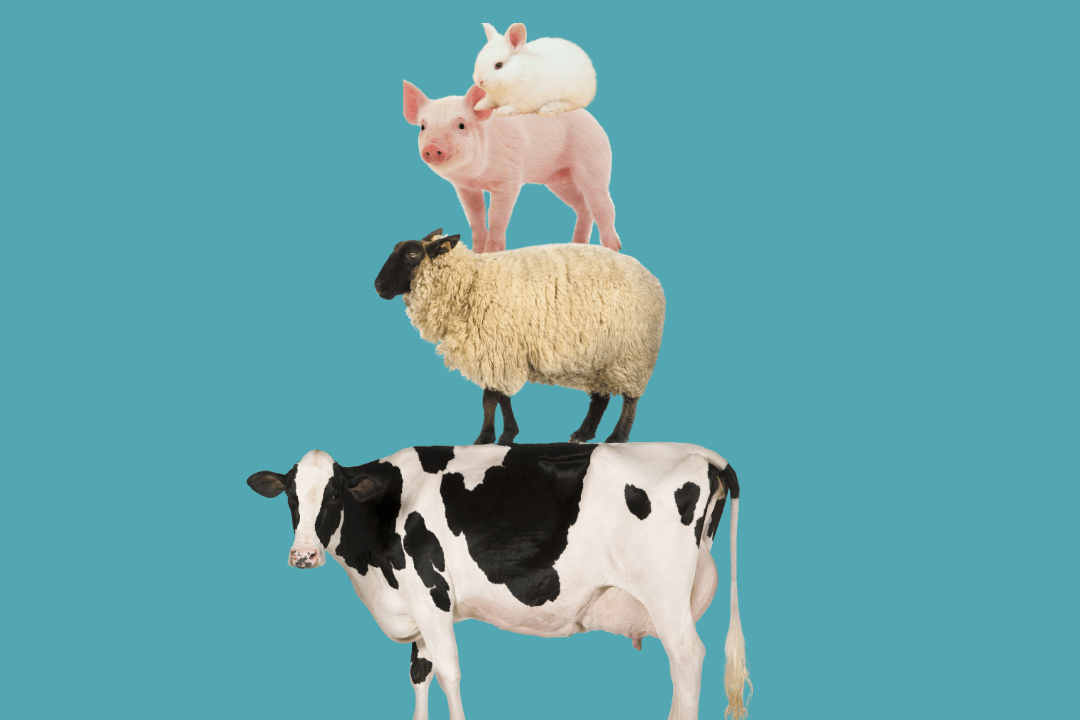 法文詞彙-農場動物